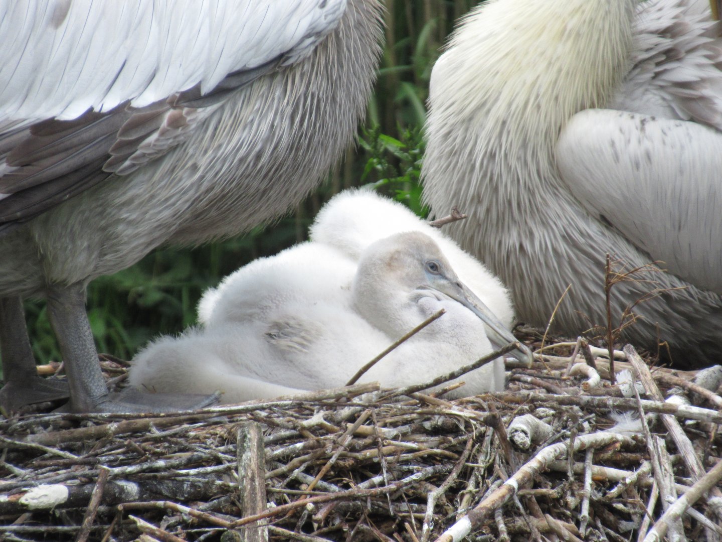 05 2024 - Dalmatian Pelican, youngster