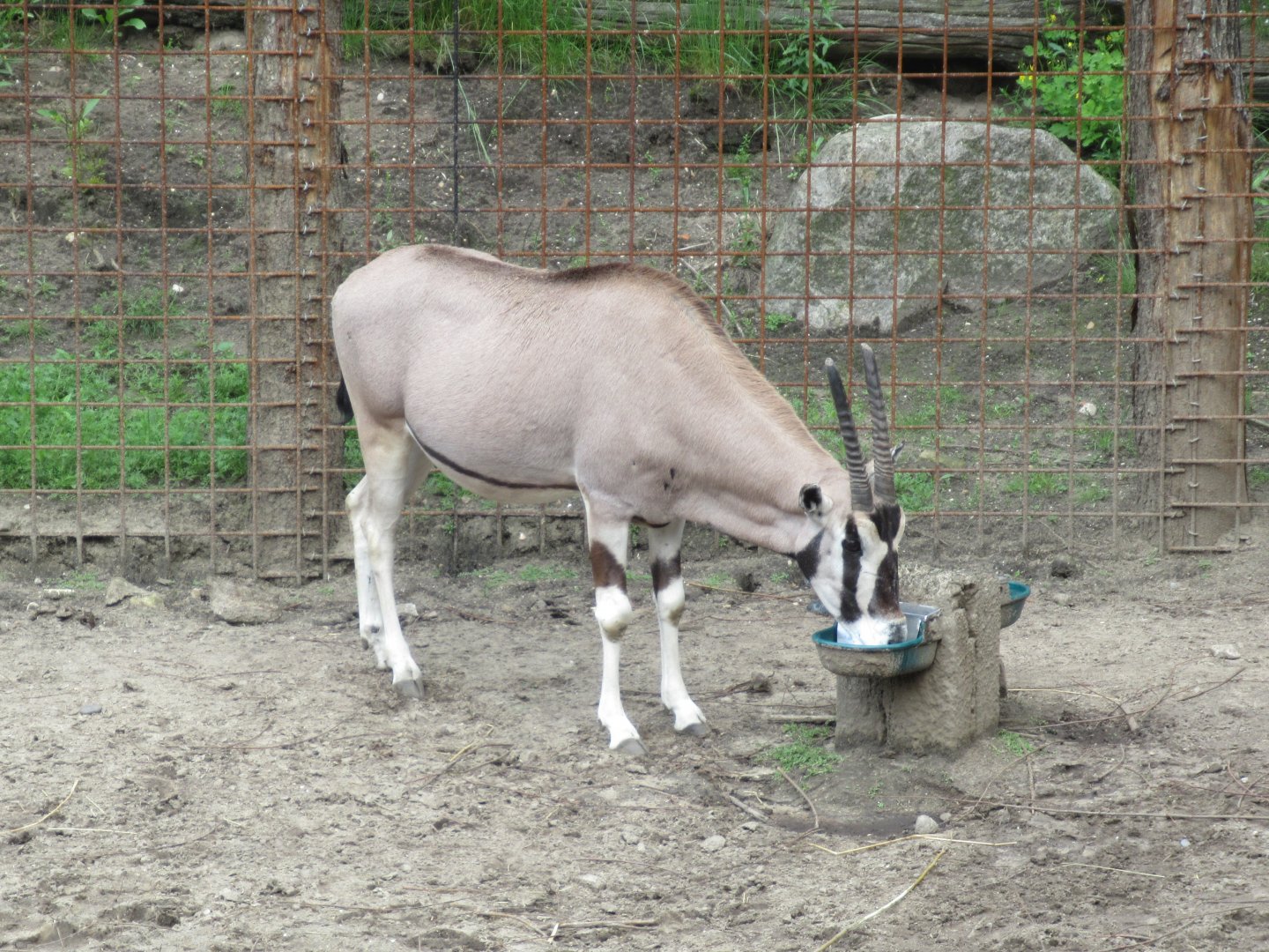 05 2024 - East African oryx