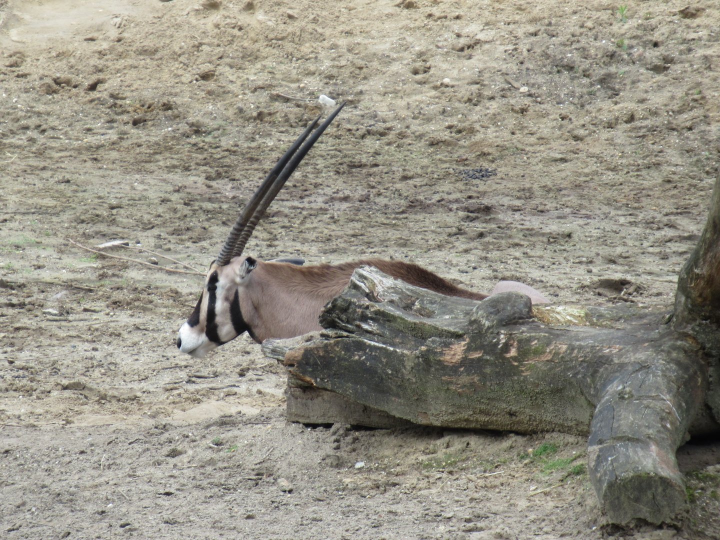 05 2024 - East African oryx