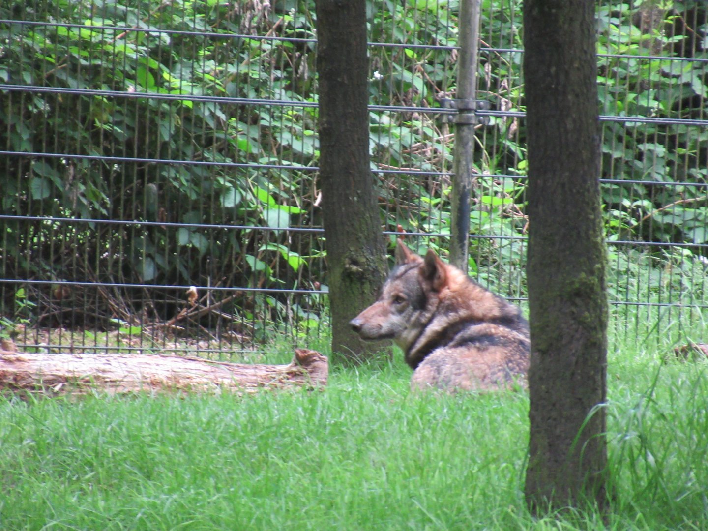 05 2024 - European Wolf (adult male)