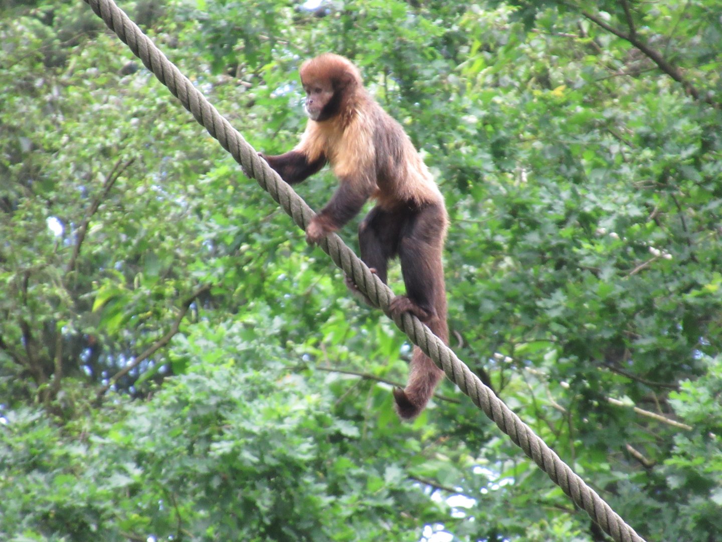 05 2024 - Golden Bellied Capuchin Monkey