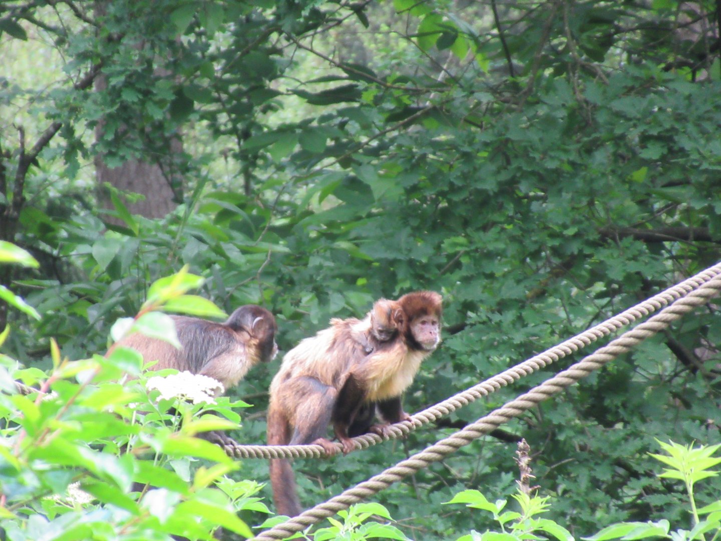 05 2024 - Golden bellied capuchin monkeys, adult female and baby