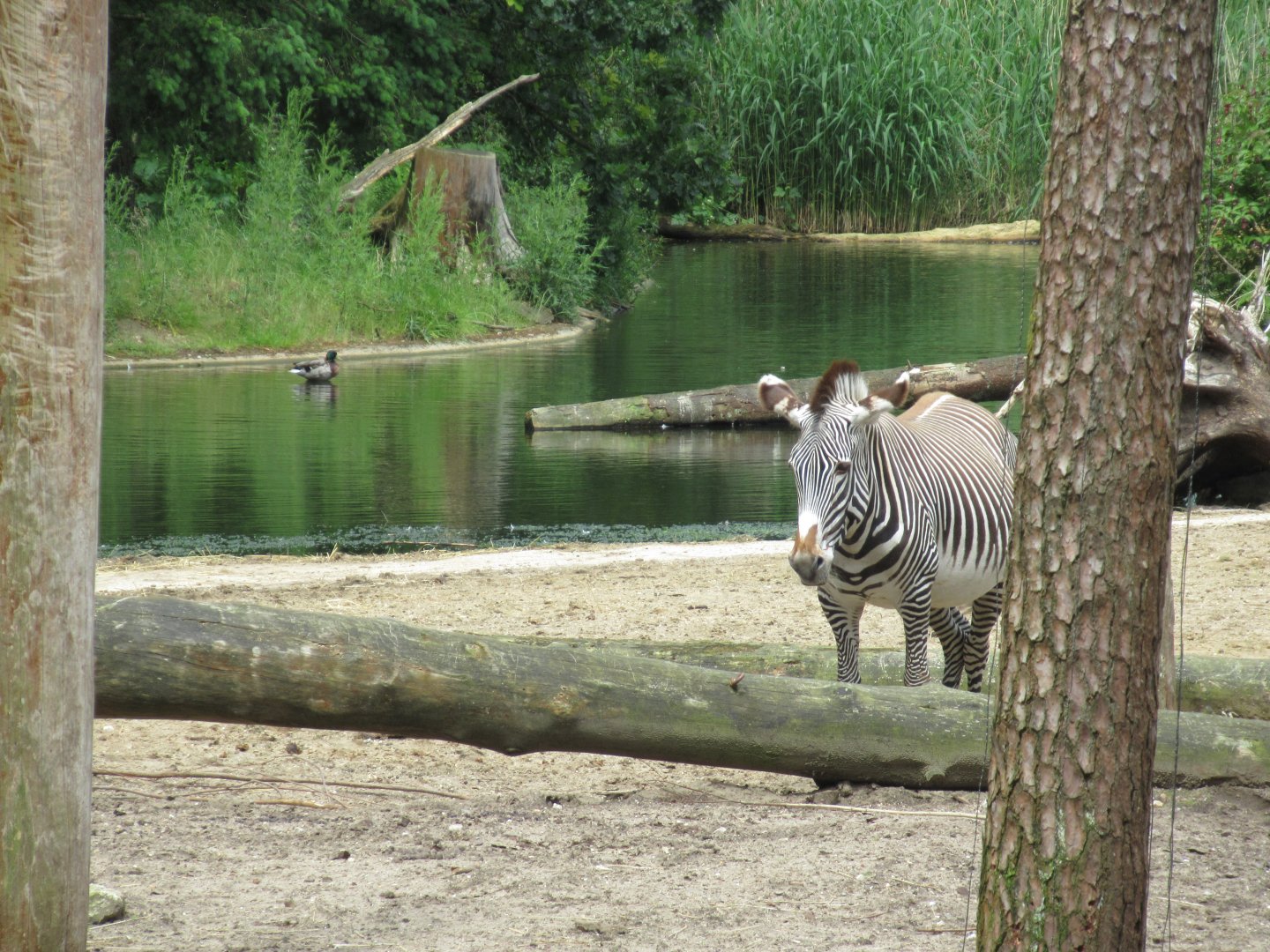 05 2024 - Grévy Zebra