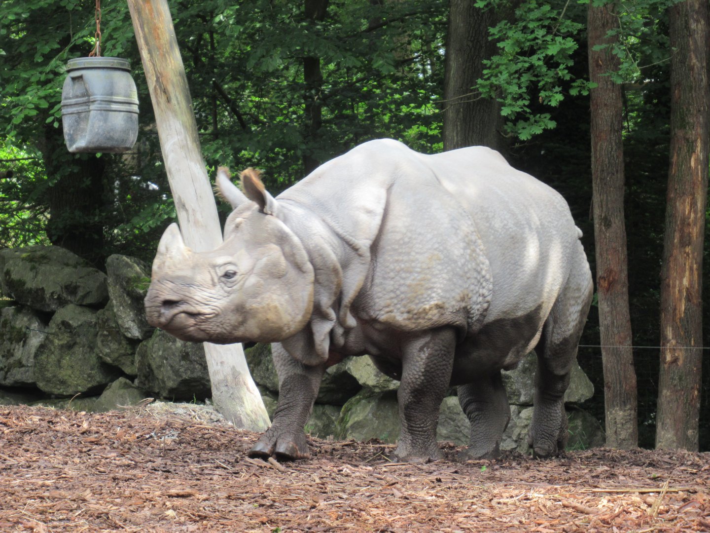 05 2024 - Indian Rhino, adult male