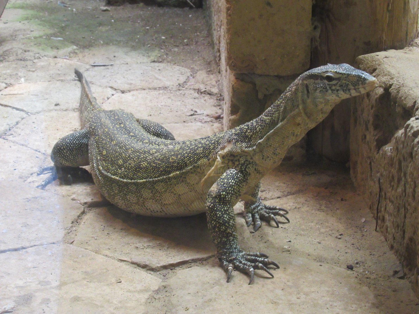 05 2024 - Nile monitor