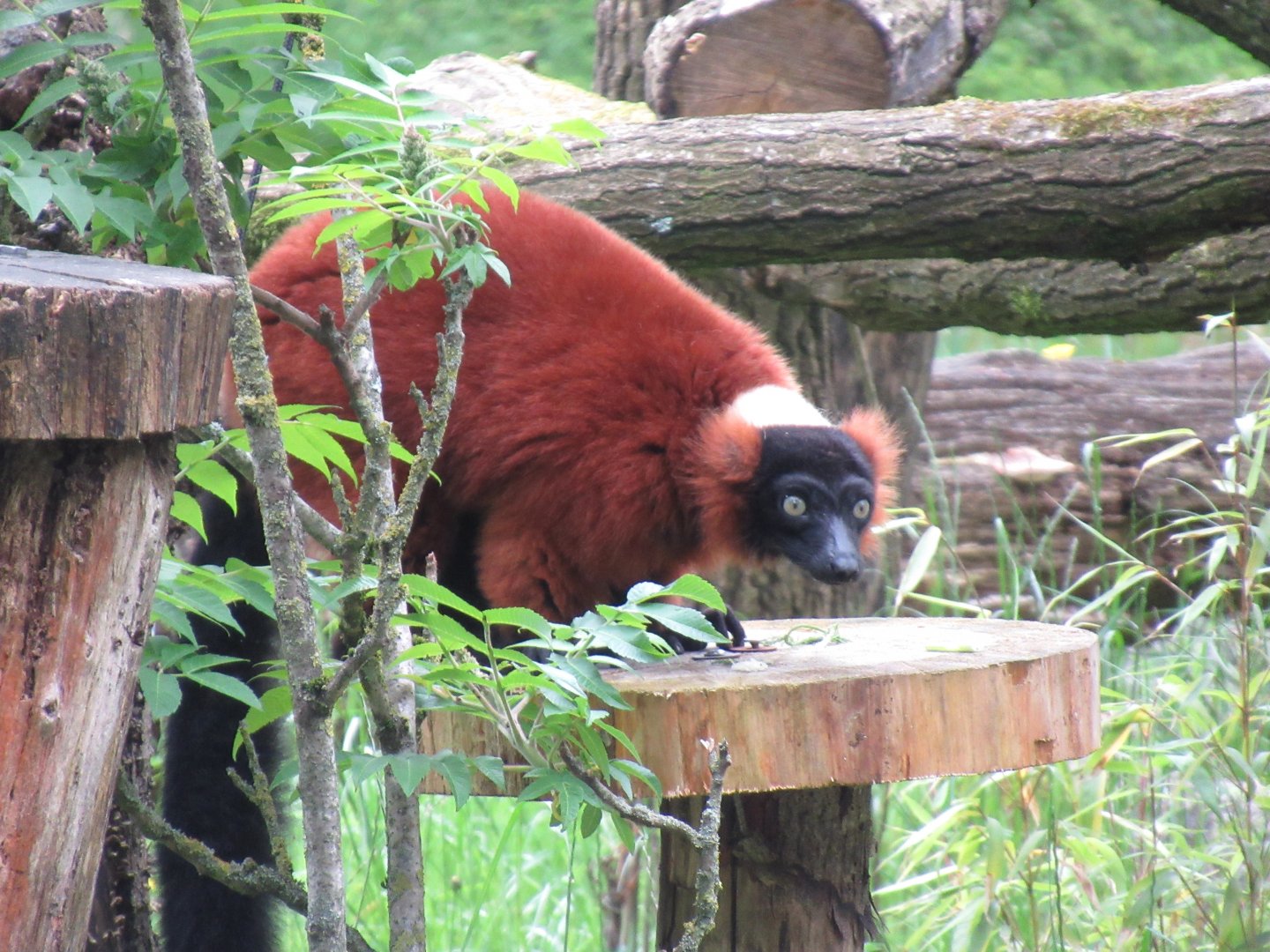 05 2024 - Red ruffed lemur