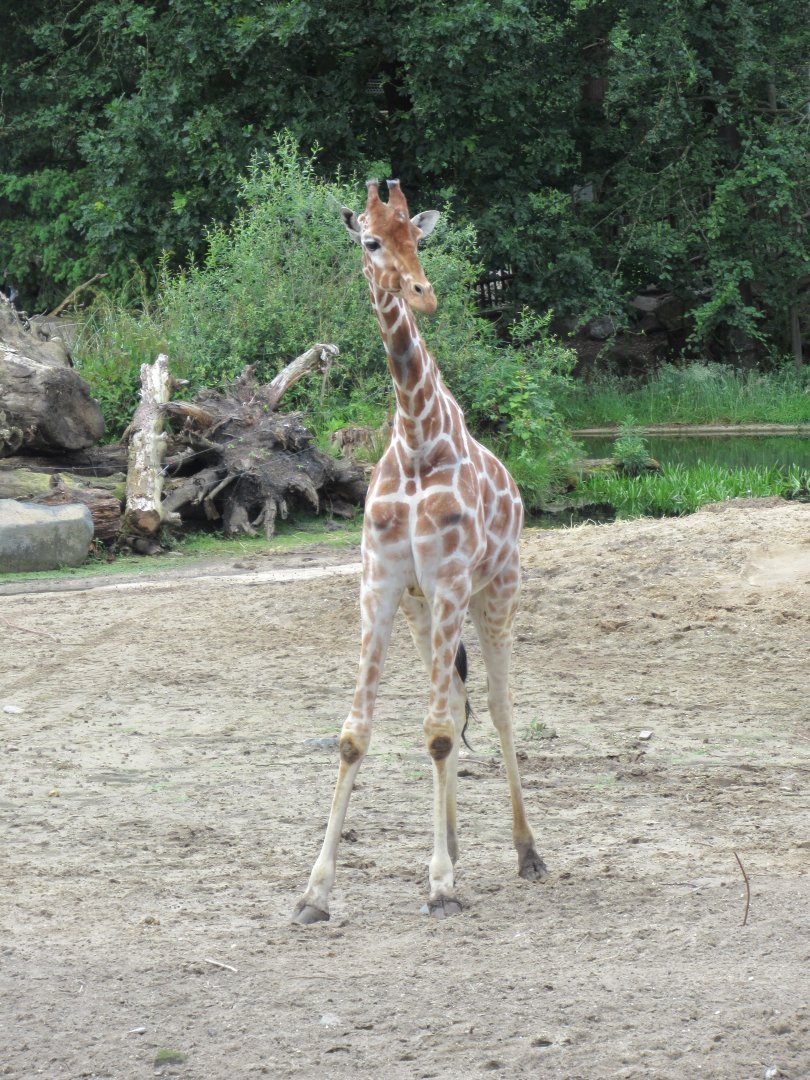 05 2024 - Reticulated giraffe, adult male
