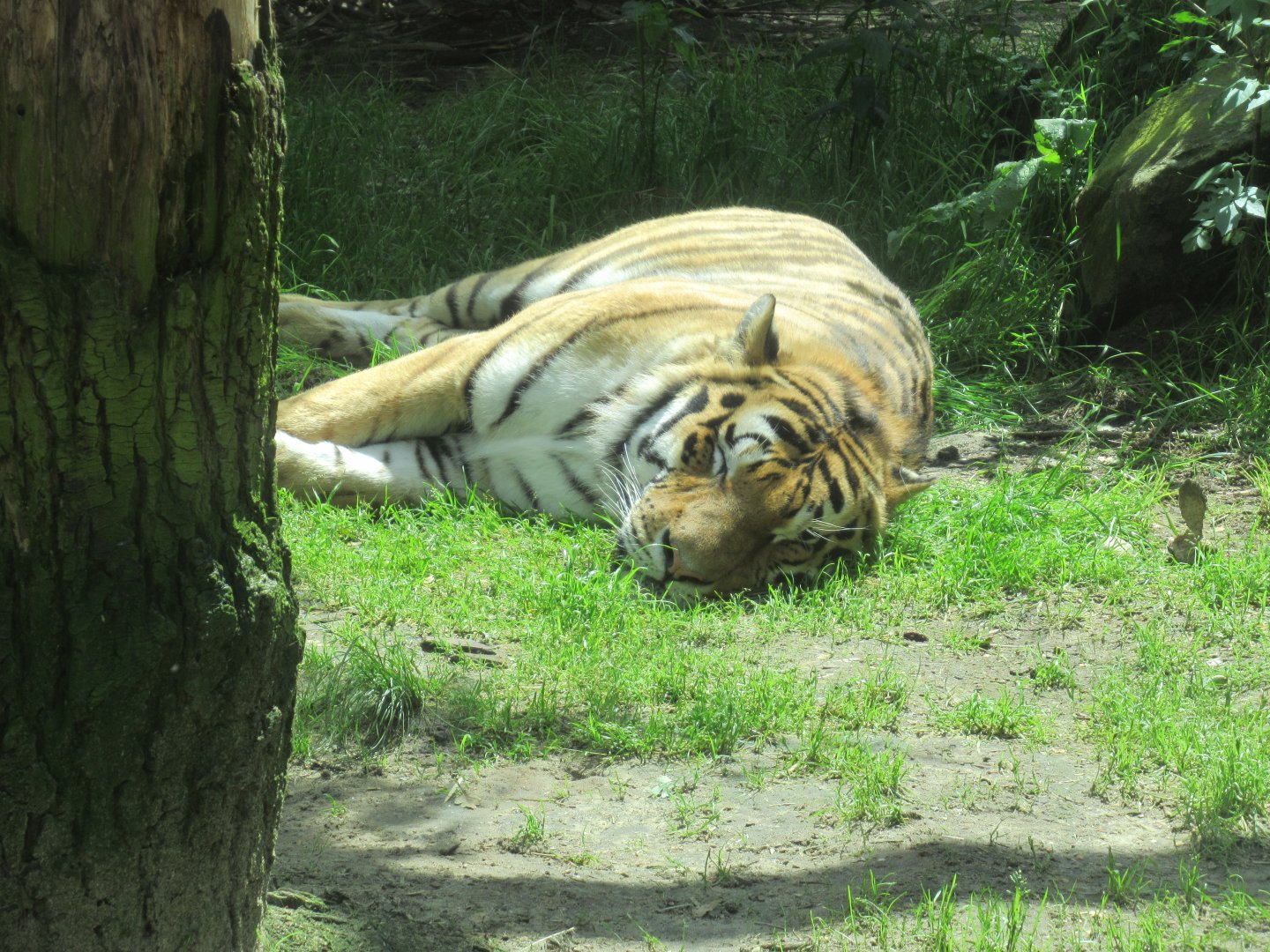 05 2024 - Siberian tiger