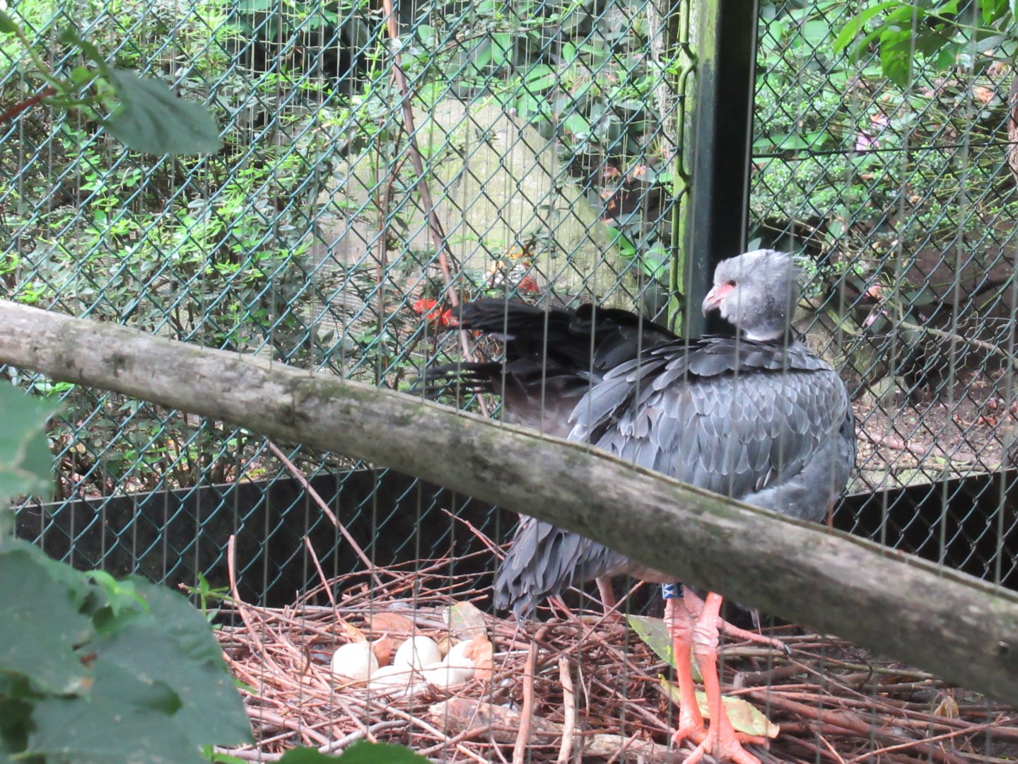 05 2024 - Southern Screamer (adult) nesting with eggs