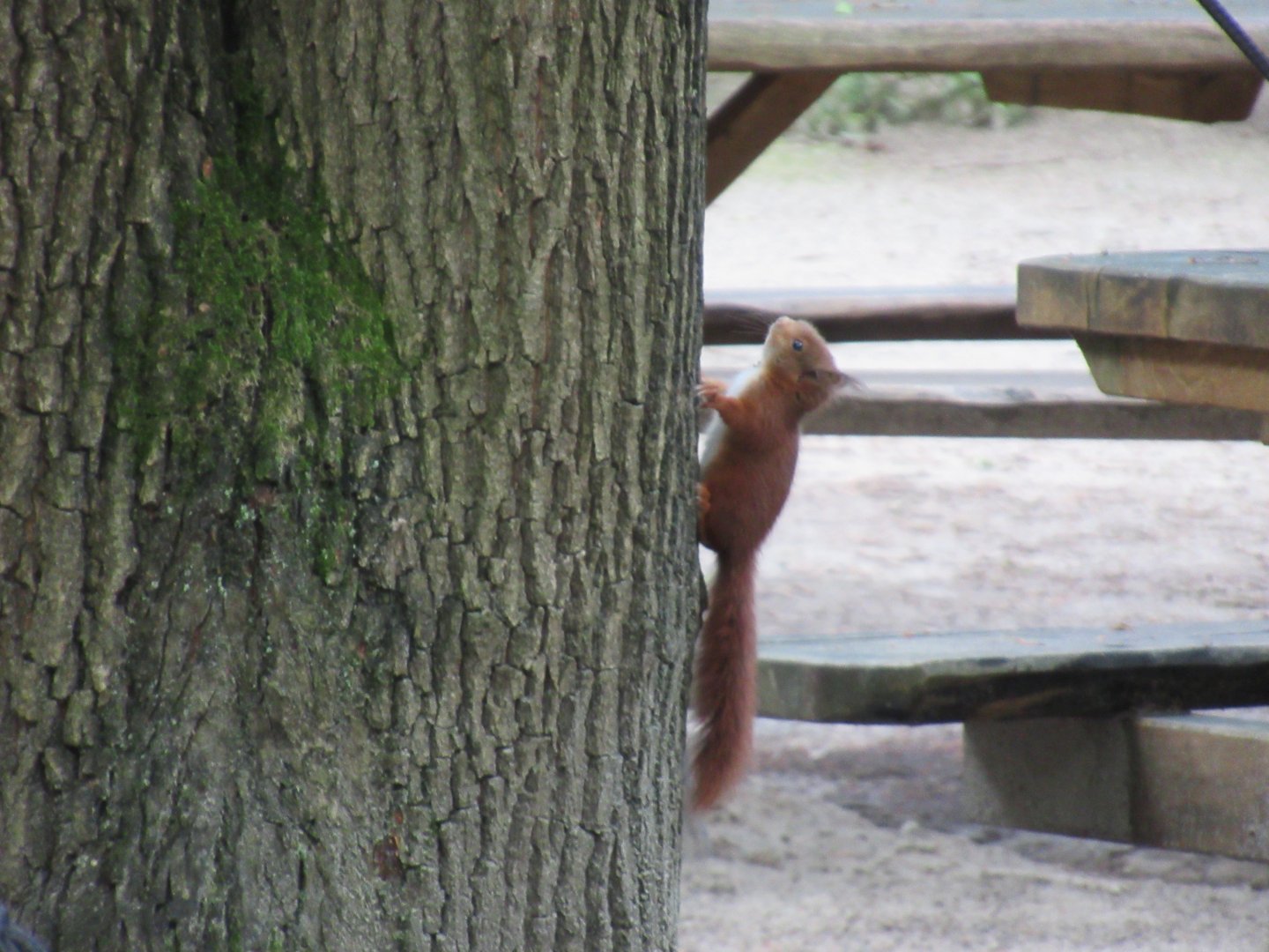 05 2024 - Wild red squirrel, youngster