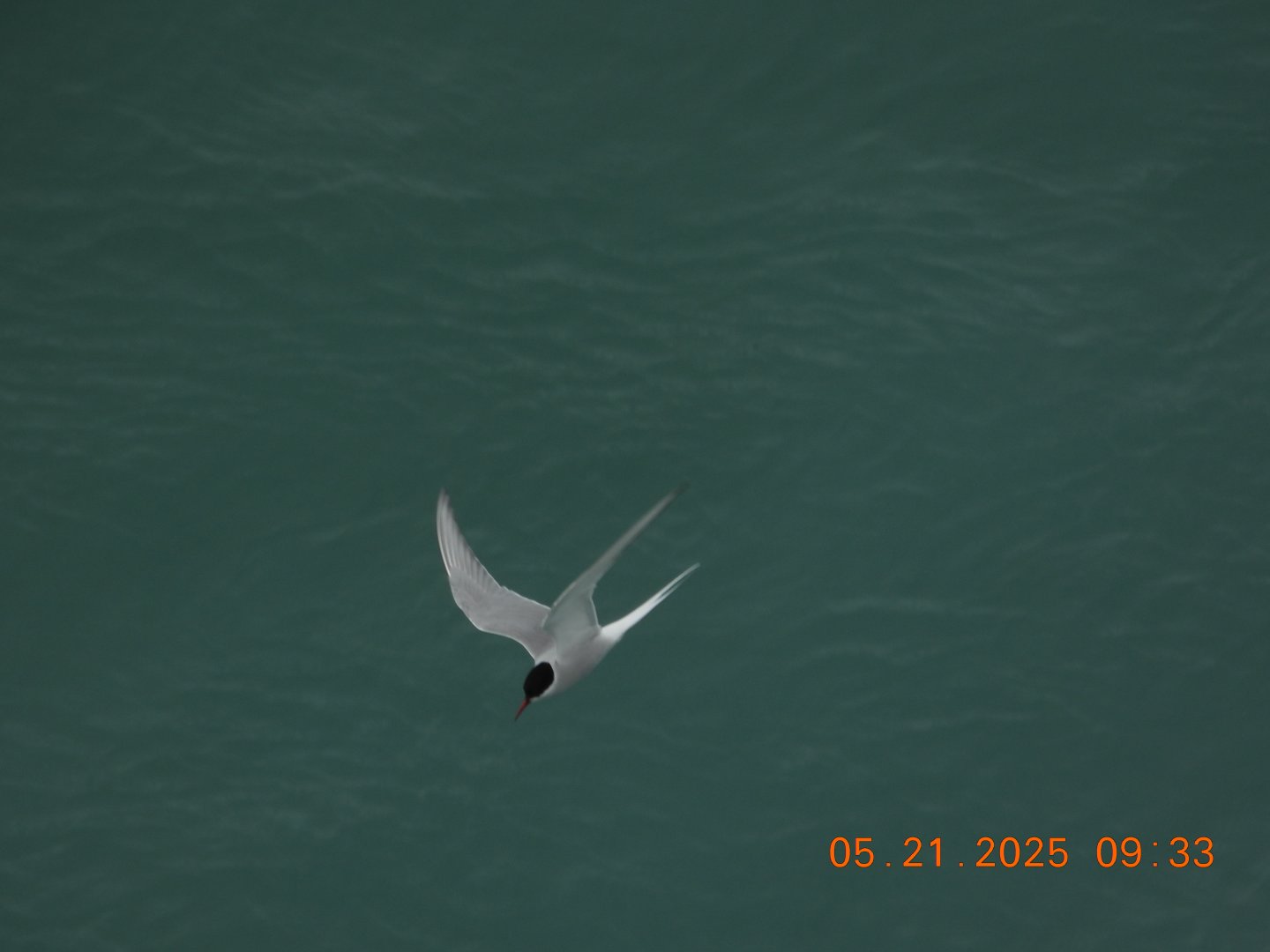 05/21/2025 - Arctic Tern (Sterna paradisaea)