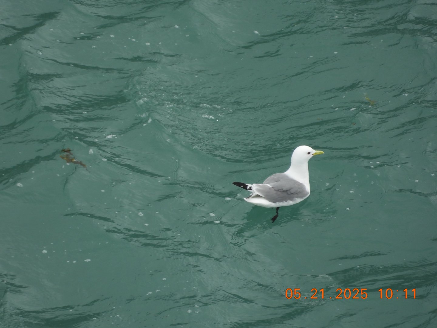 05/21/2025 - Black-Legged Kittiwake (Rissa tridactyla)