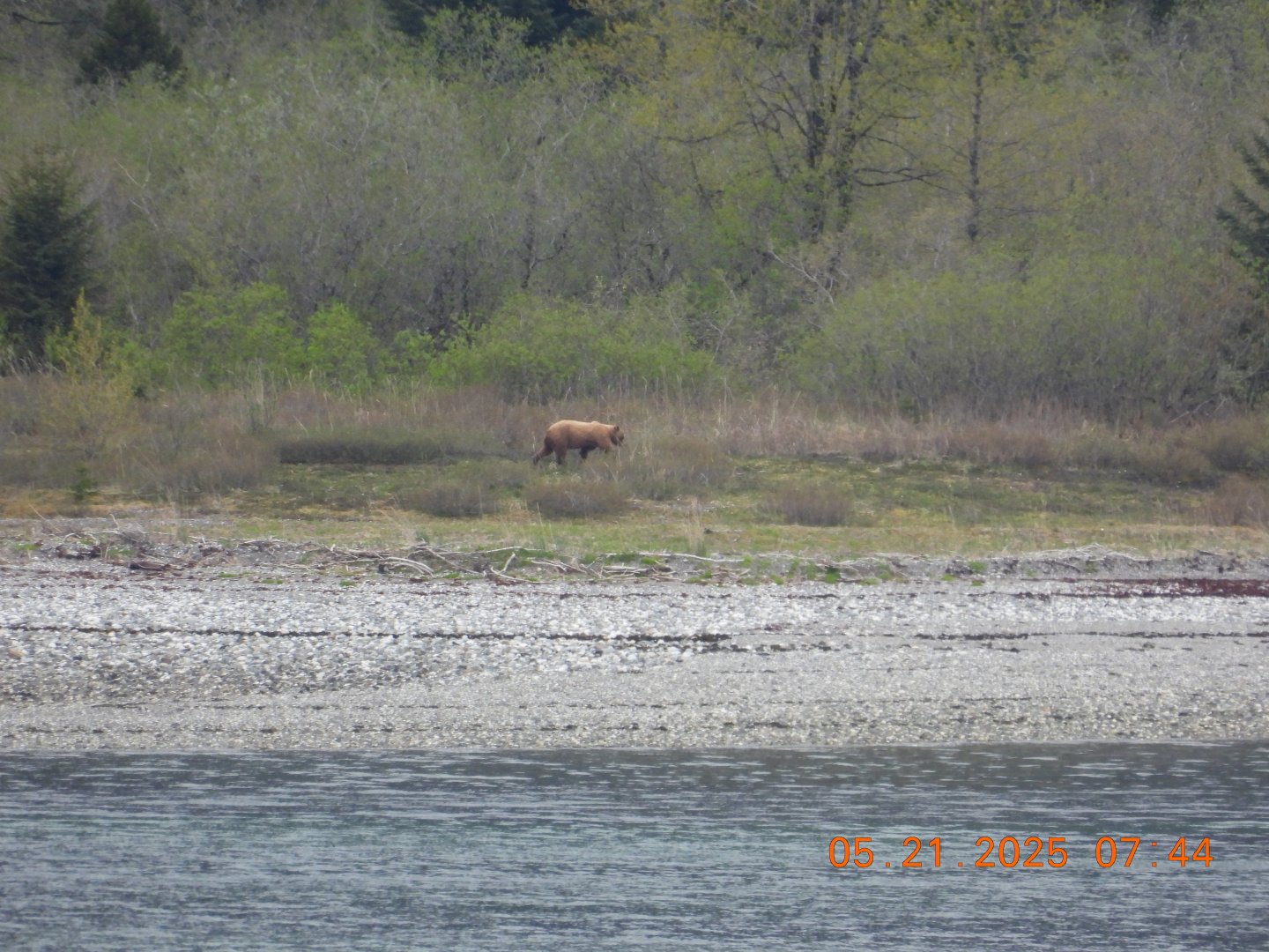 05/21/2025 - Brown Bear (Ursus arctos)