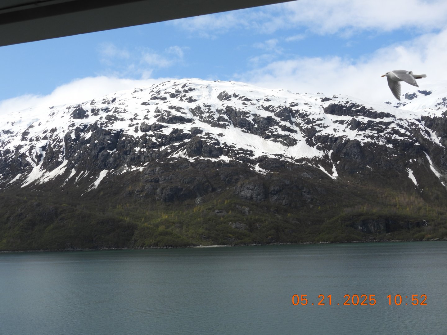 05/21/2025 - Glaucous-Winged Gull (Larus glaucescens) in Flight