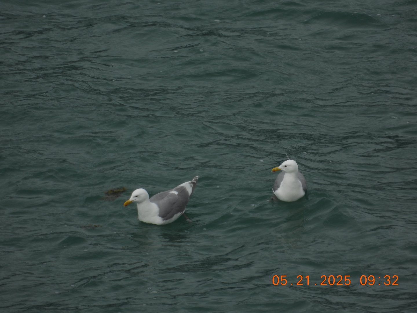 05/21/2025 - Glaucous-Winged Gulls (Larus glaucescens)