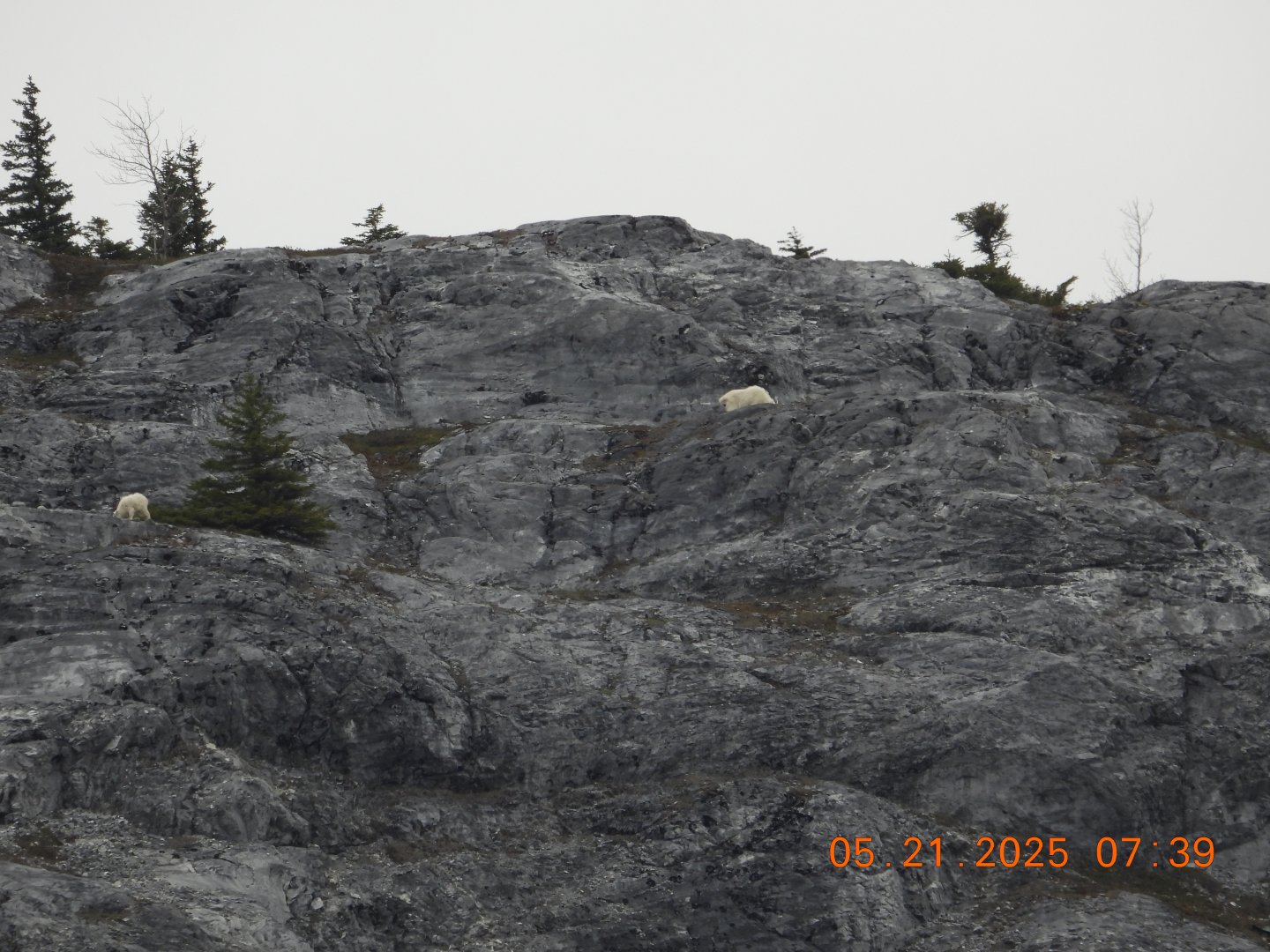 05/21/2025 - Mountain Goats (Oreamnos americanus)