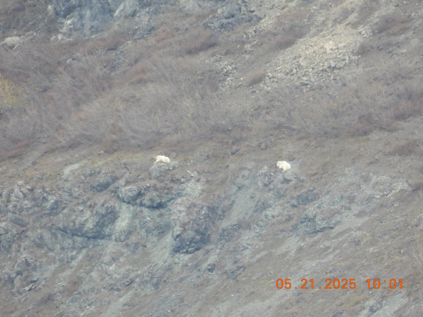 05/21/2025 - Mountain Goats (Oreamnos americanus)