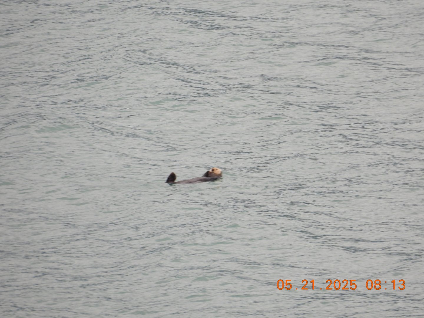 05/21/2025 - Northern Sea Otter (Enhydra lutris kenyoni)