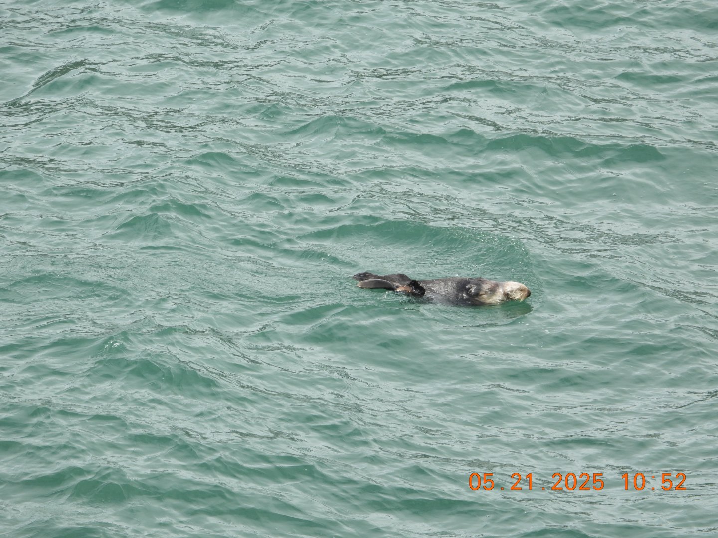 05/21/2025 - Northern Sea Otter (Enhydra lutris kenyoni)