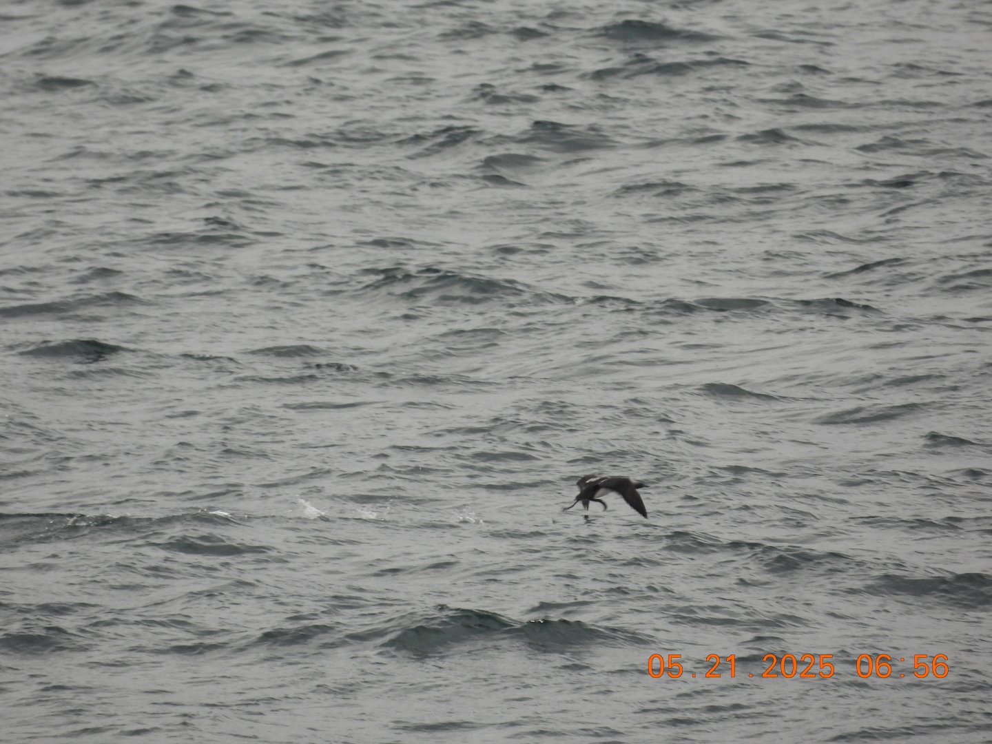 05/21/2025 - Pacific Loon (Gavia pacifica)