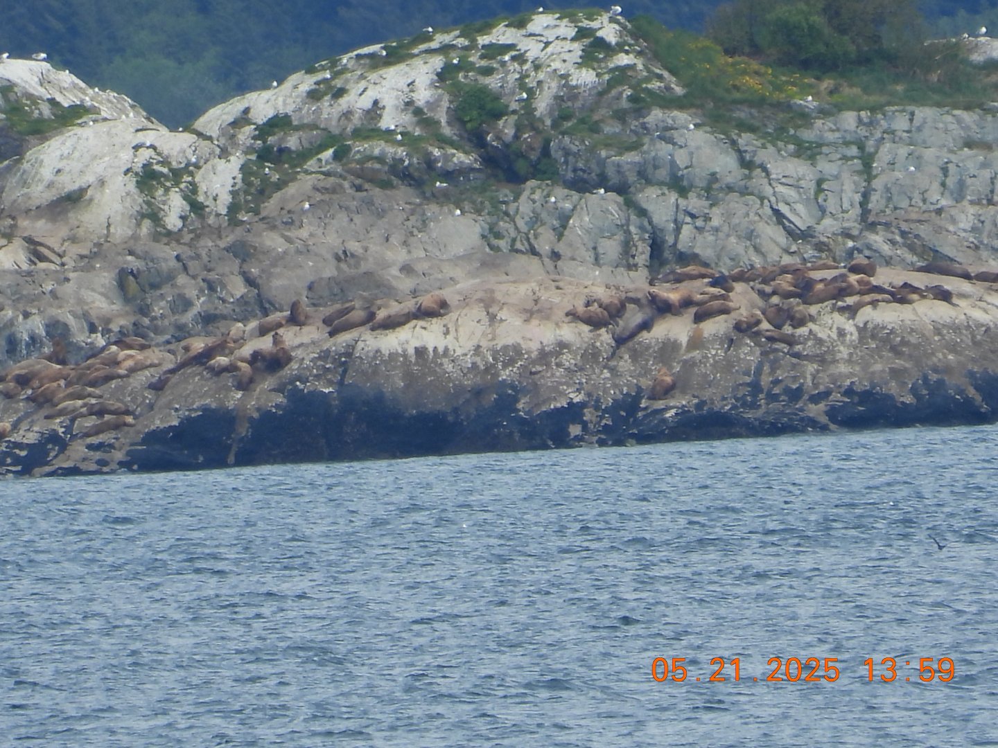 05/21/2025 - Steller Sea Lion (Eumetopias jubatus)