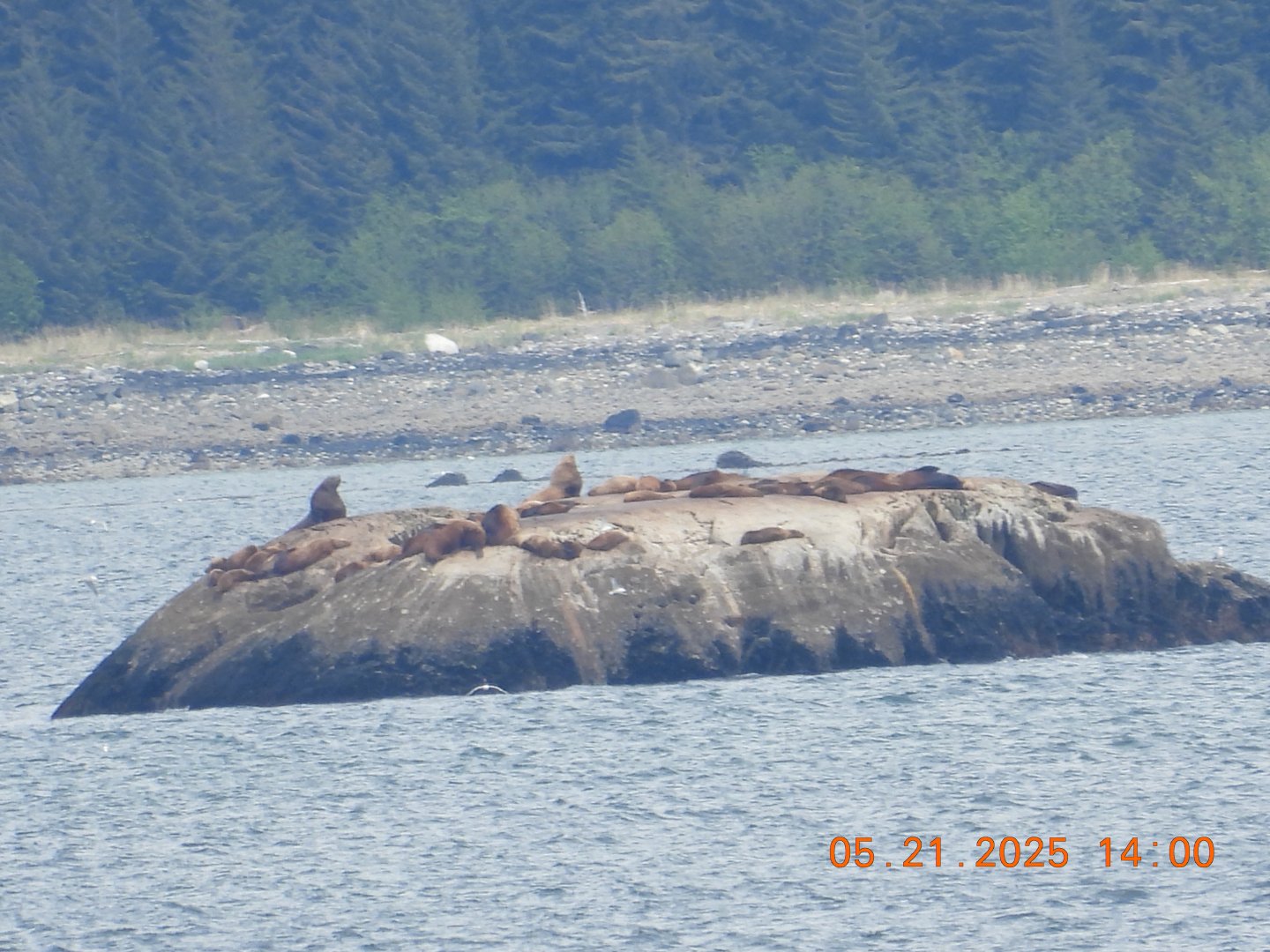 05/21/2025 - Steller Sea Lion (Eumetopias jubatus)