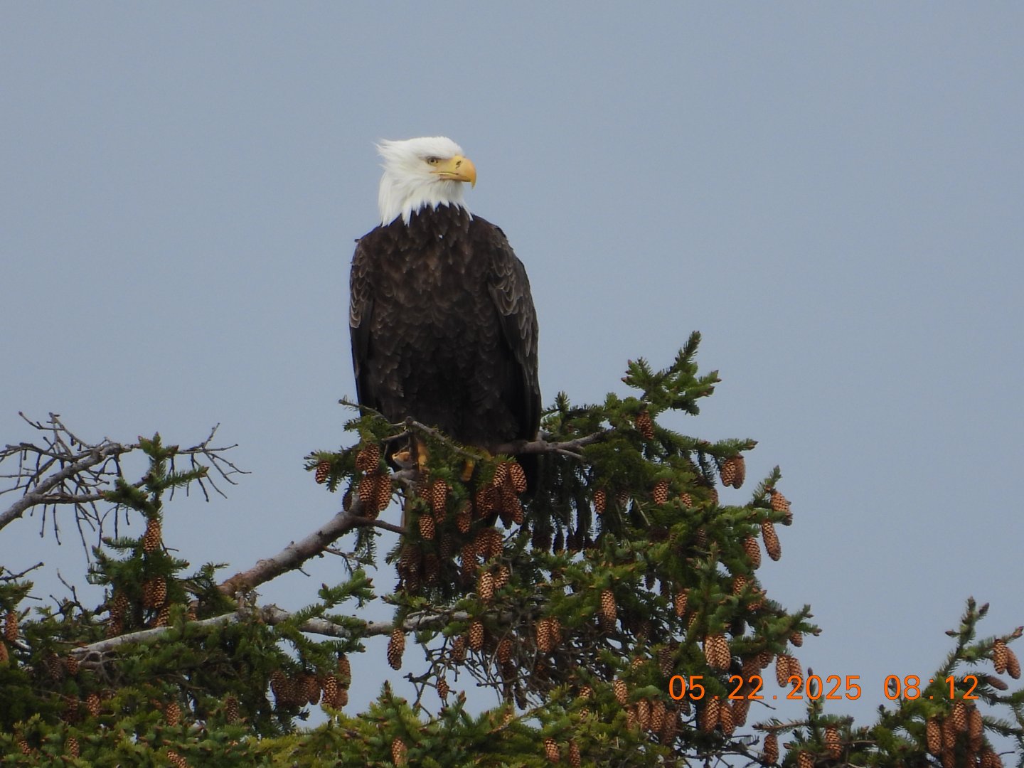 05/22/2025 - Bald Eagle (Haliaeetus leucocephalus)
