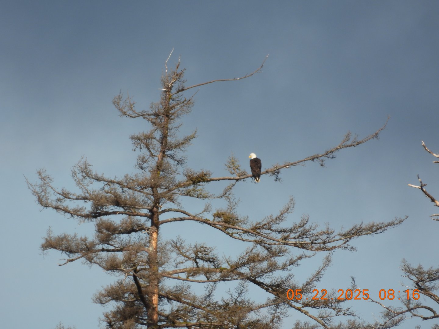 05/22/2025 - Bald Eagle (Haliaeetus leucocephalus)