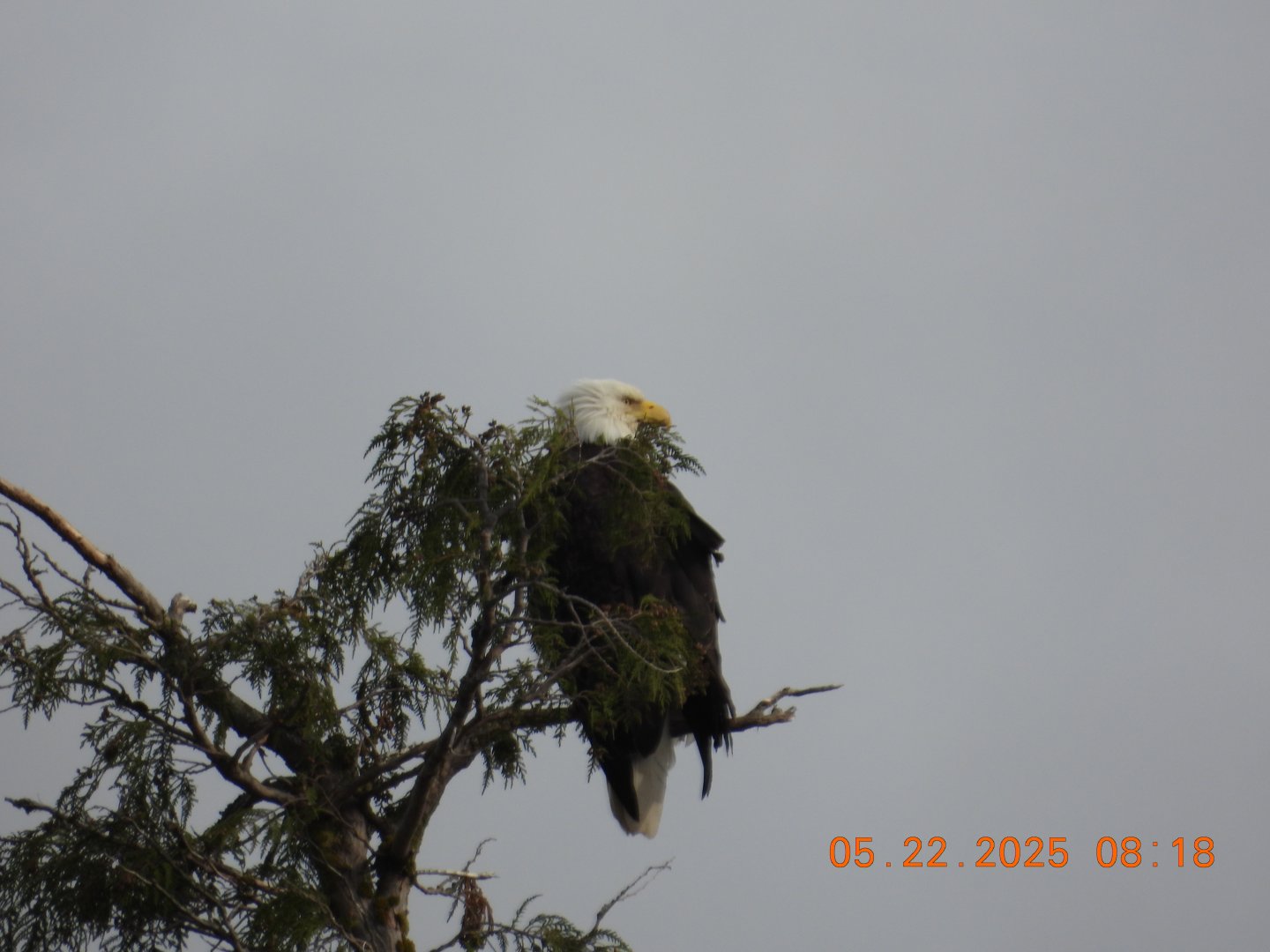 05/22/2025 - Bald Eagle (Haliaeetus leucocephalus)