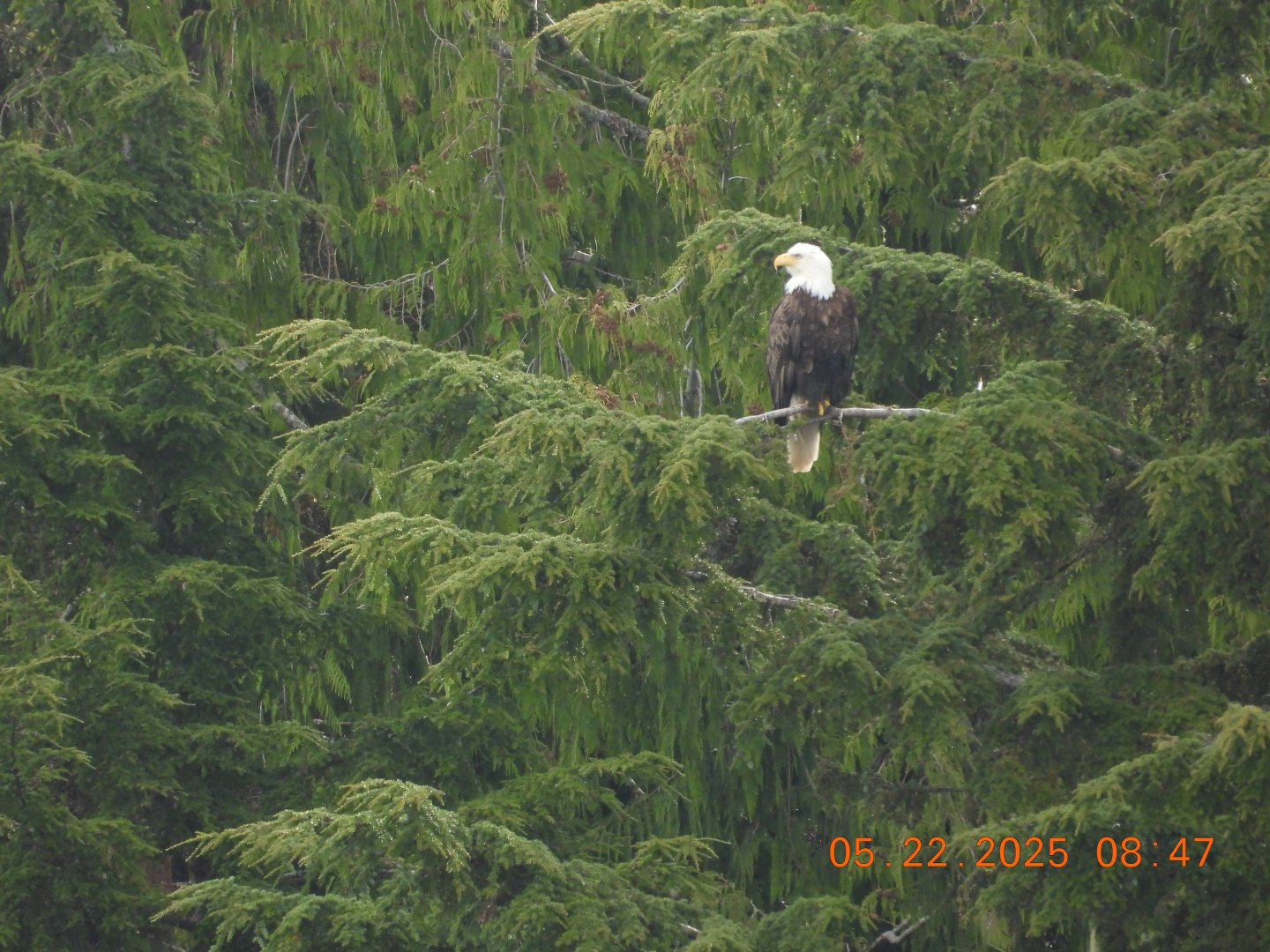 05/22/2025 - Bald Eagle (Haliaeetus leucocephalus)