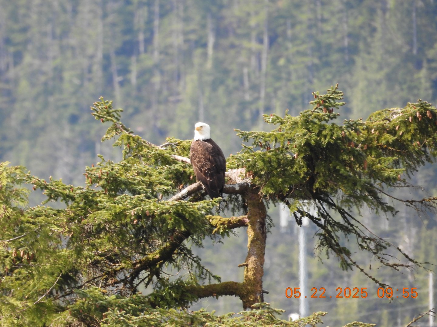 05/22/2025 - Bald Eagle (Haliaeetus leucocephalus)