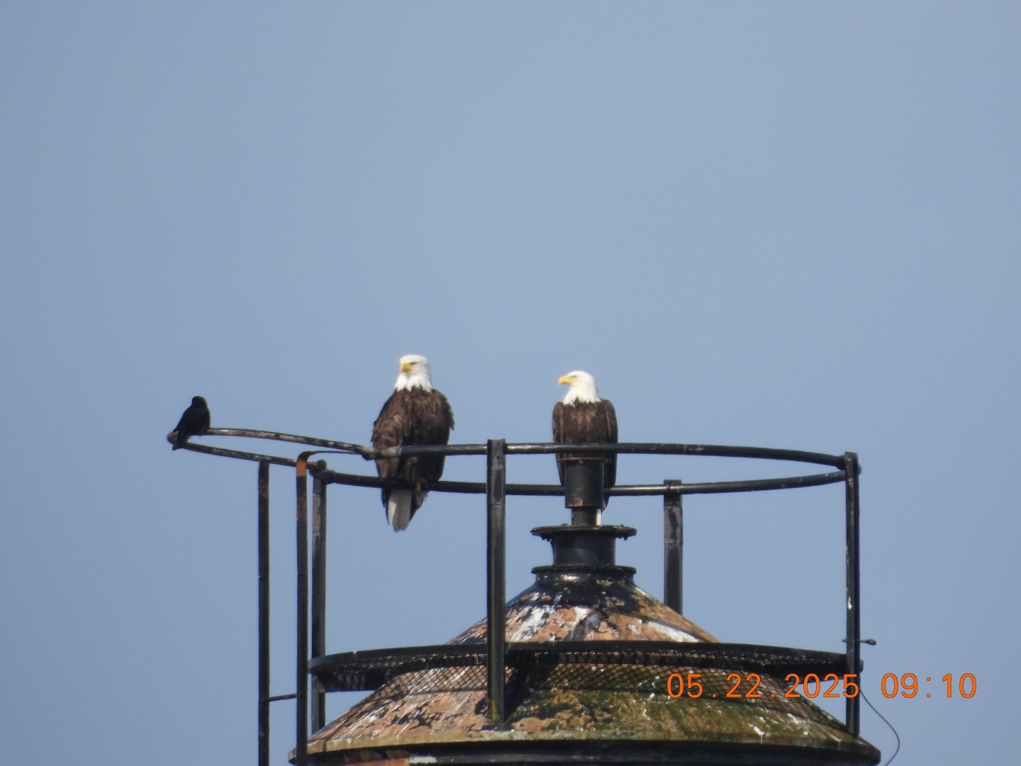 05/22/2025 - Bald Eagles (Haliaeetus leucocephalus)