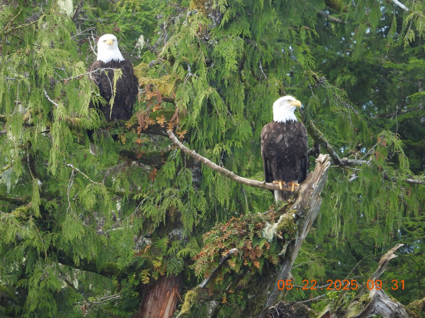 05/22/2025 - Bald Eagles (Haliaeetus leucocephalus)