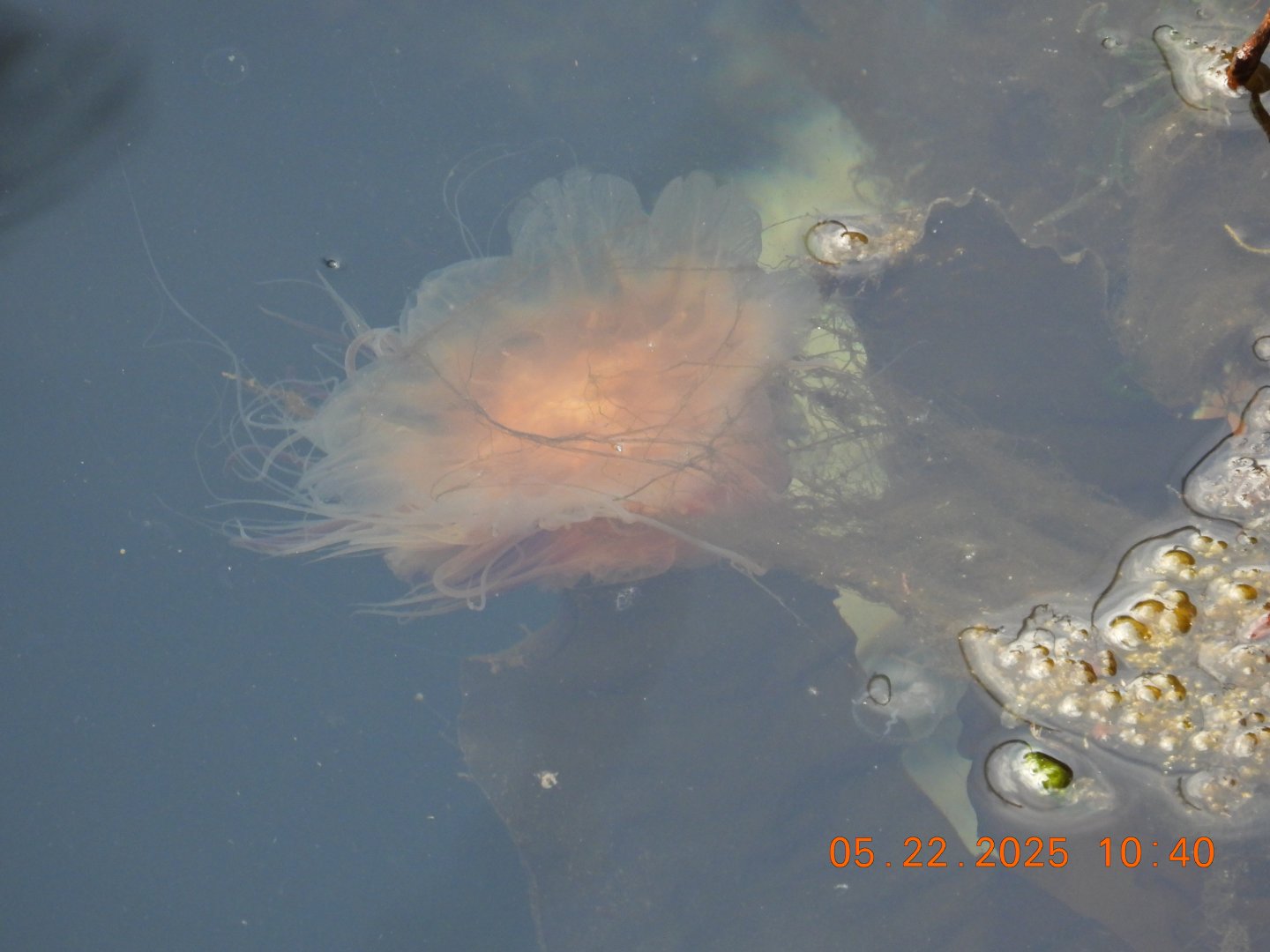05/22/2025 - Cyanea ferruginea