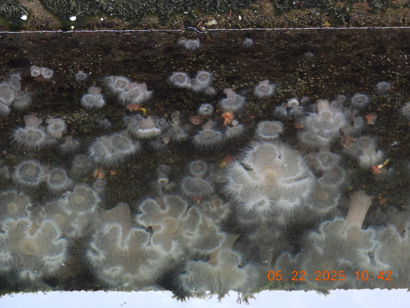 05/22/2025 - Frilled Anemone (Metridium senile)