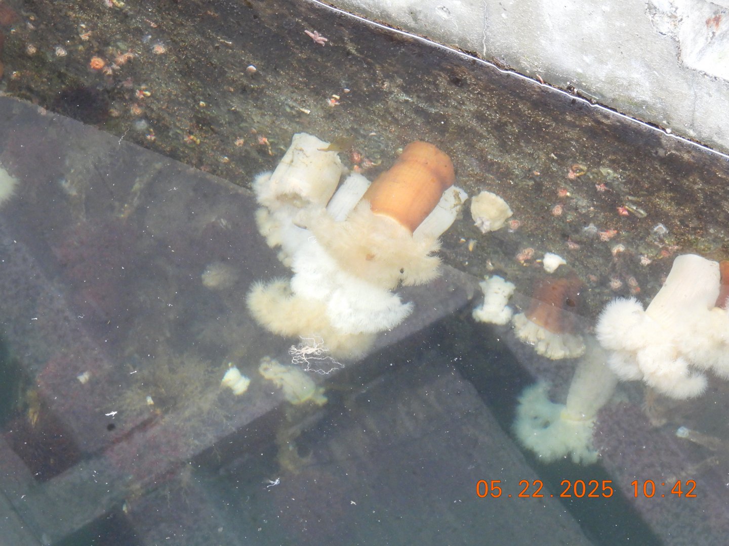 05/22/2025 - Giant Plumose Anemone (Metridium farcimen)