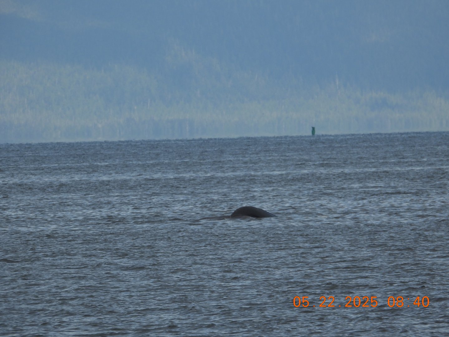 05/22/2025 - Humpback Whale (Megaptera novaeangliae)