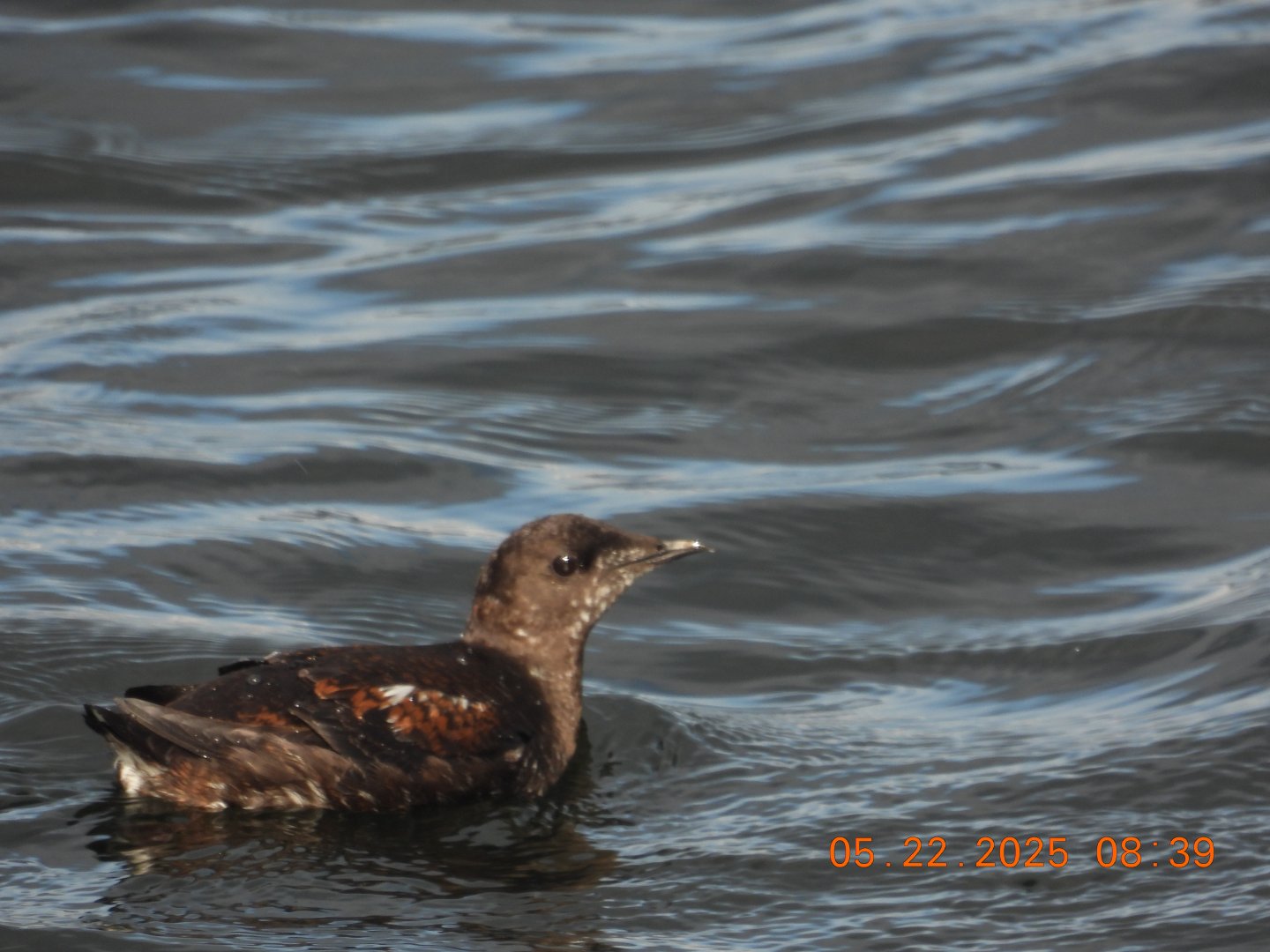 05/22/2025 - Marbled Murrelet (Brachyramphus marmoratus)