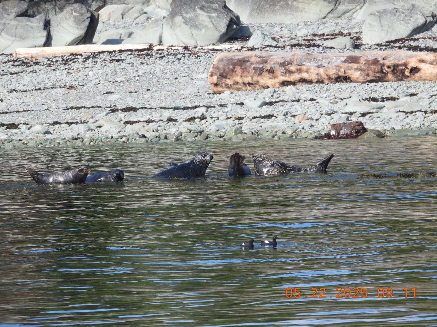 05/22/2025 - Pacific Harbor Seals (Phoca vitulina richardii) and Pigeon Guillemots (Cepphus columba)