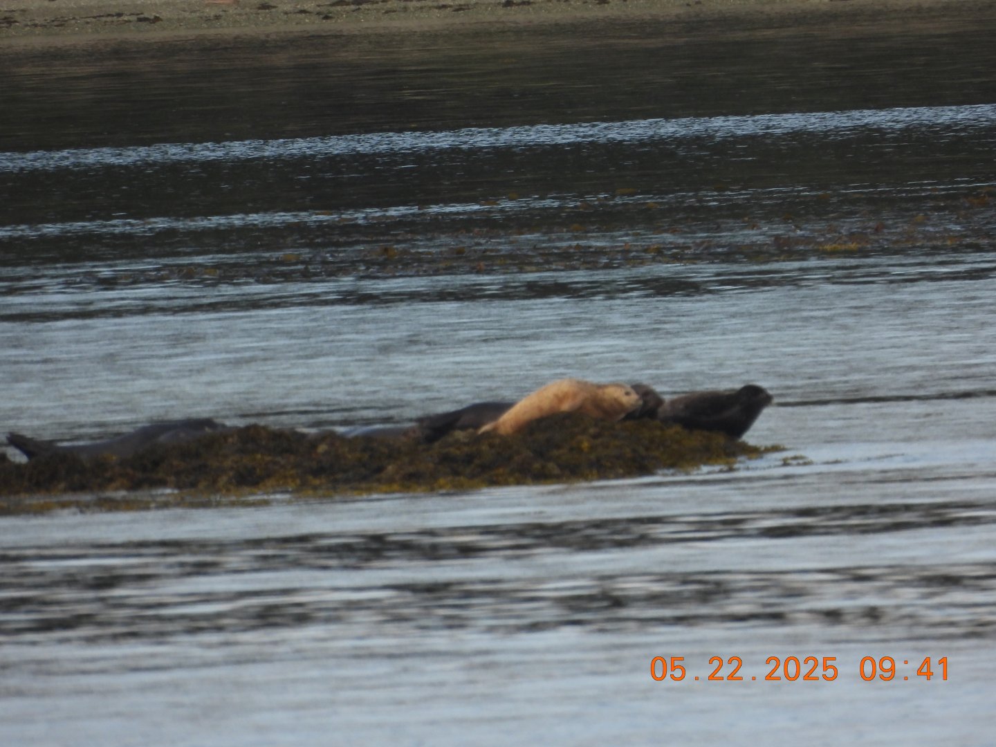 05/22/2025 - Pacific Harbor Seals (Phoca vitulina richardii)