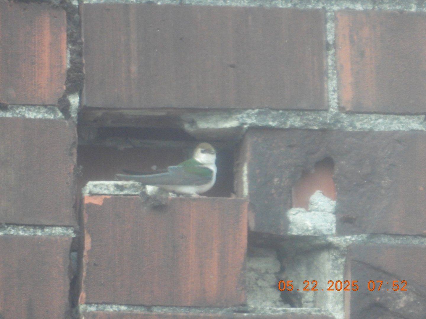 05/22/2025 - Violet-Green Swallow (Tachycineta thalassina)