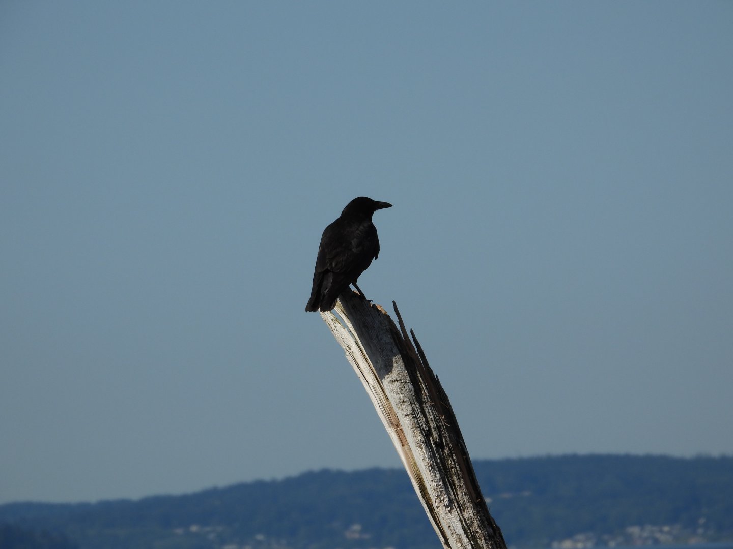 05/24/2025 - American Crow (Corvus brachyrhynchos)