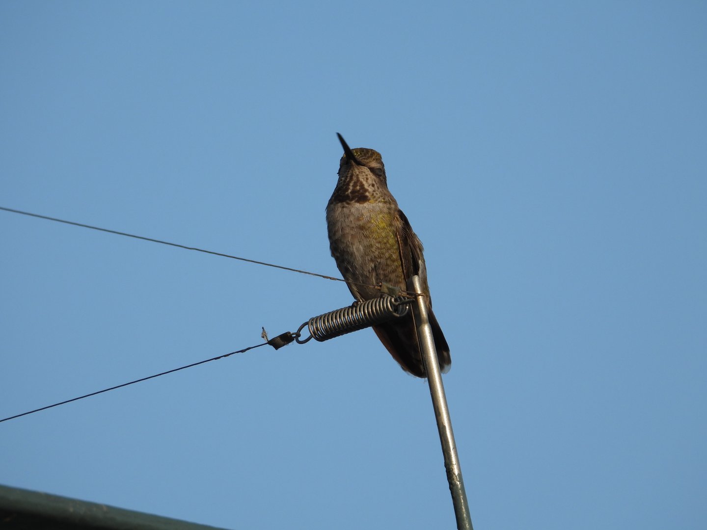 05/24/2025 - Anna's Hummingbird (Calypte anna)