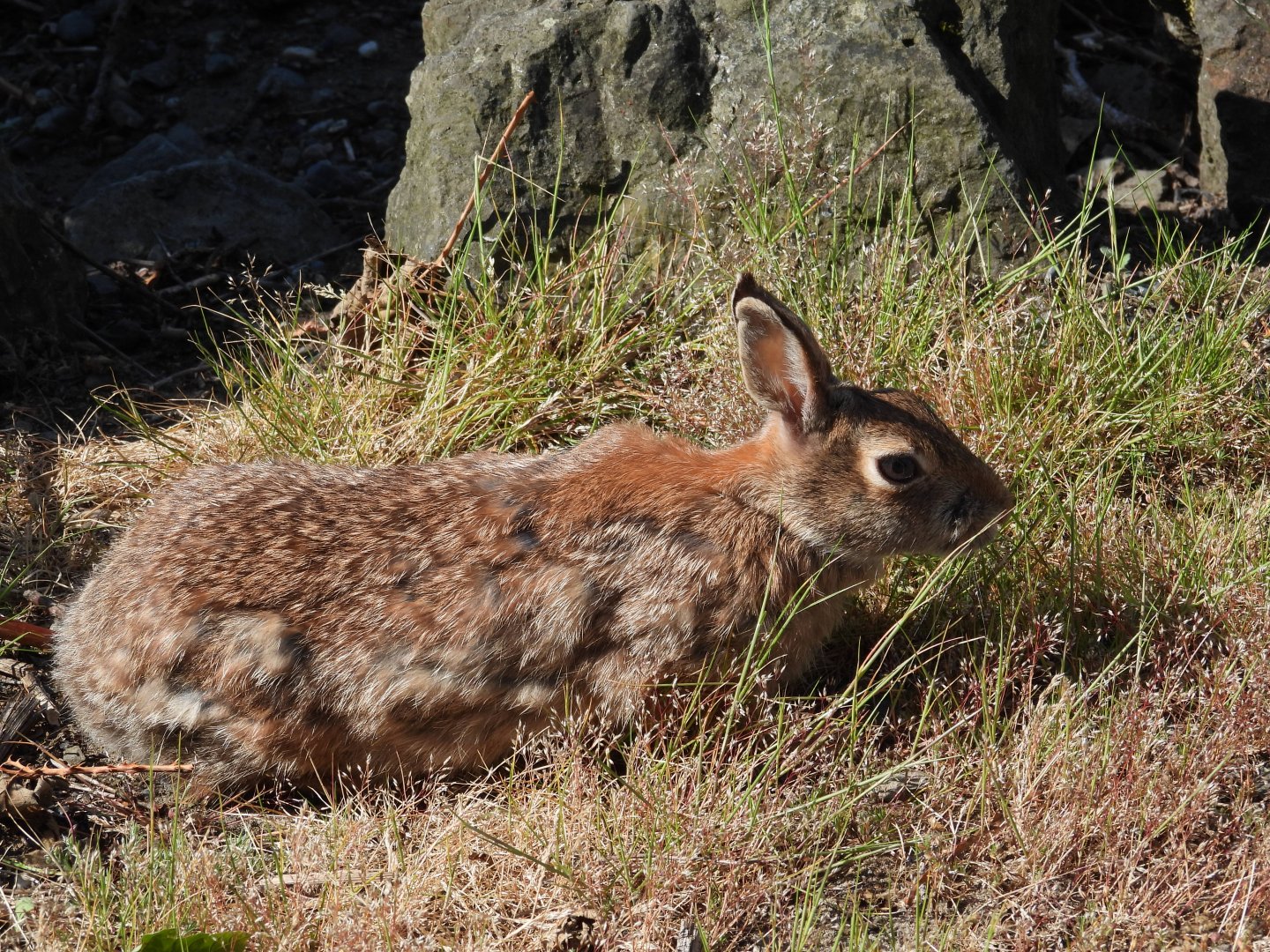 05/24/2025 - Eastern Cottontail (Sylvilagus floridanus)