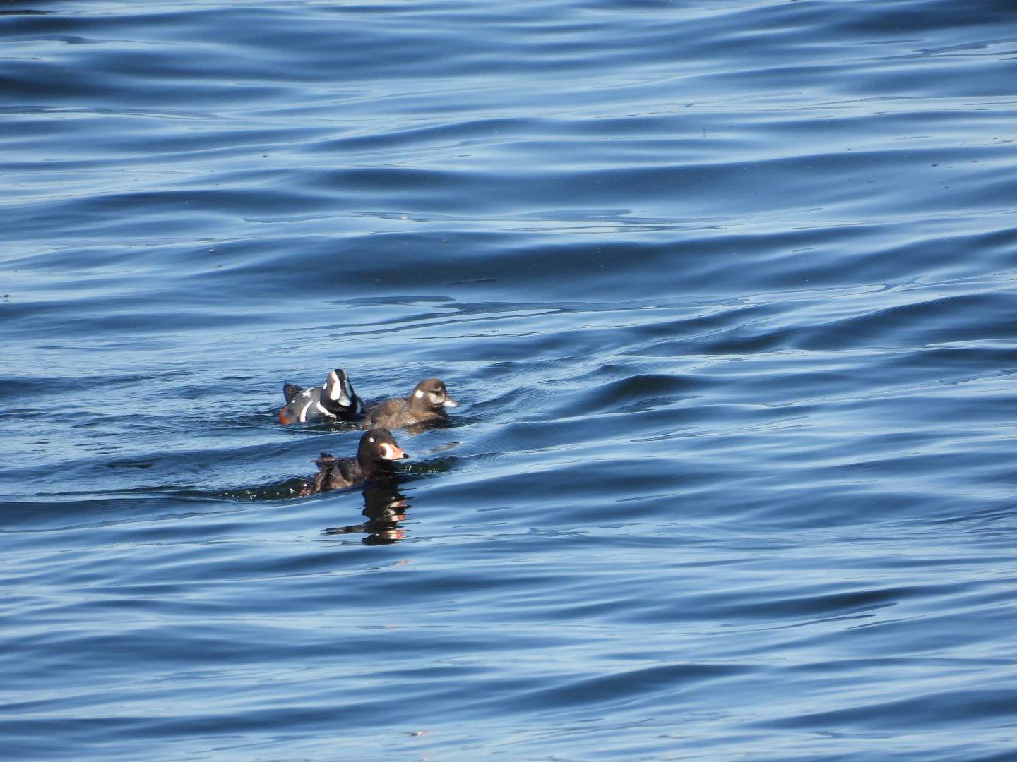 05/24/2025  - Harlequin Duck (Histrionicus histrionicus) and Surf Scoter (Melanitta perspicillata)