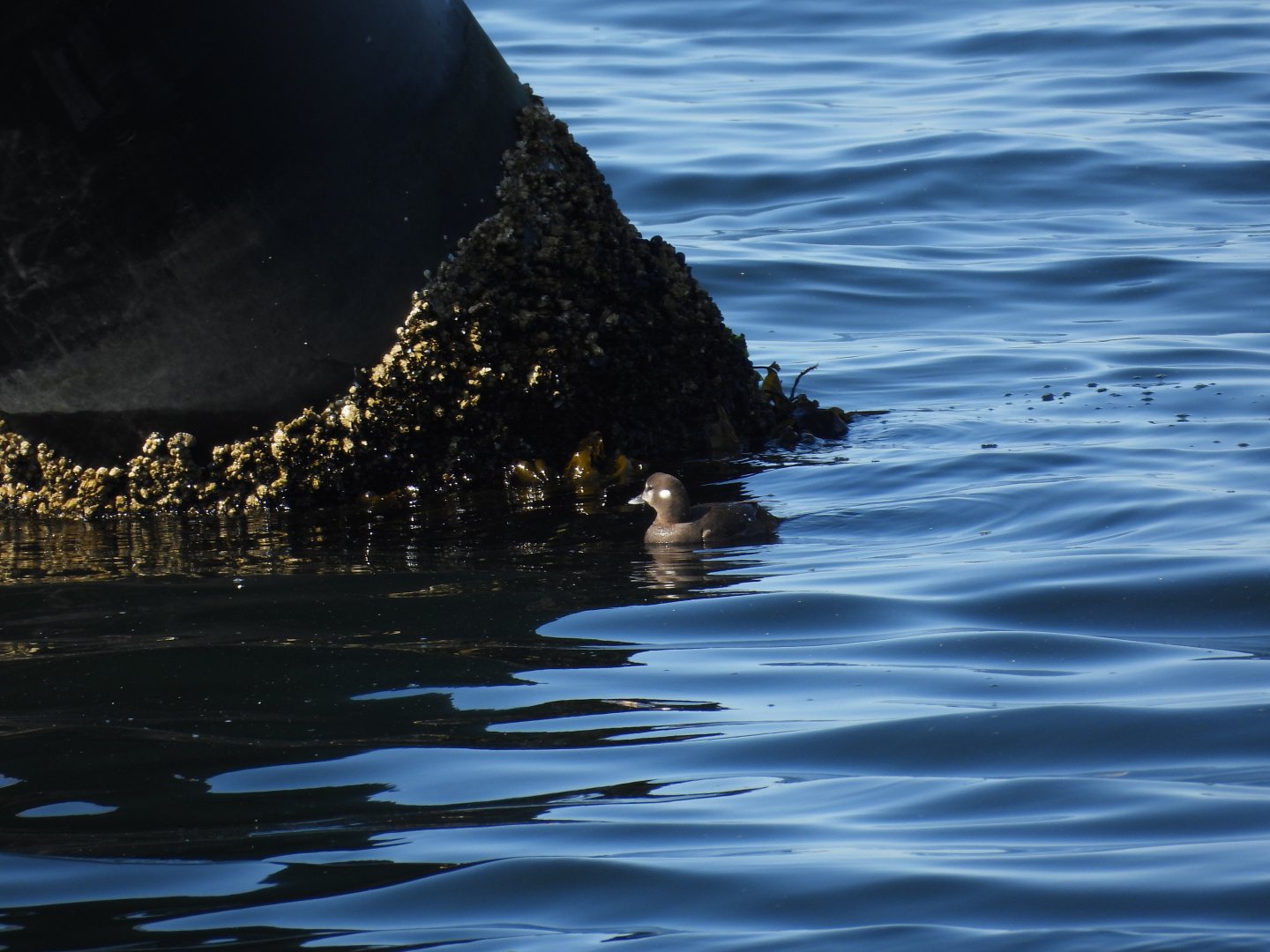 05/24/2025 - Harlequin Duck (Histrionicus histrionicus)