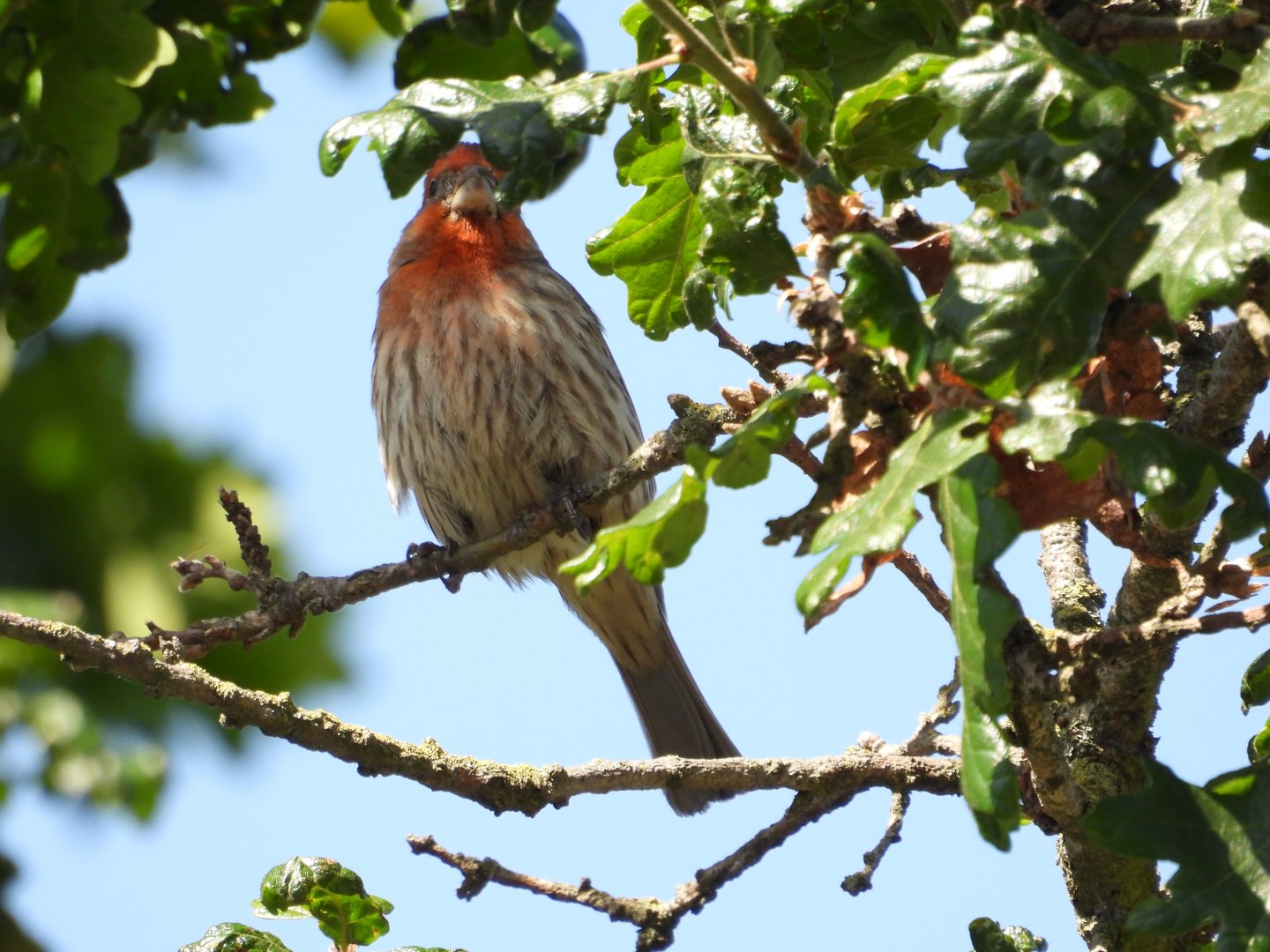 05/24/2025 - House Finch (Haemorhous mexicanus)