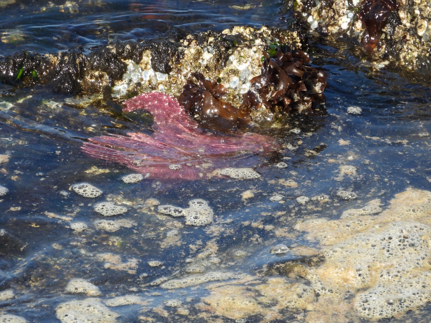 05/24/2025 - Ochre Sea Star (Pisaster ochraceus)