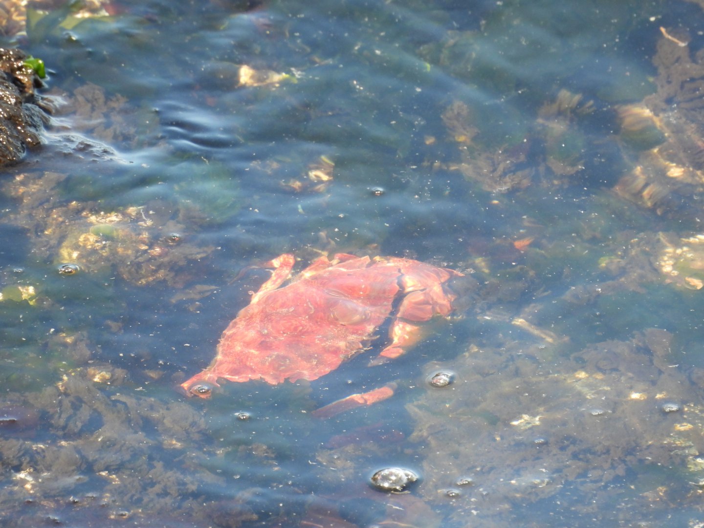 05/24/2025 - Red Rock Crab (Cancer productus)