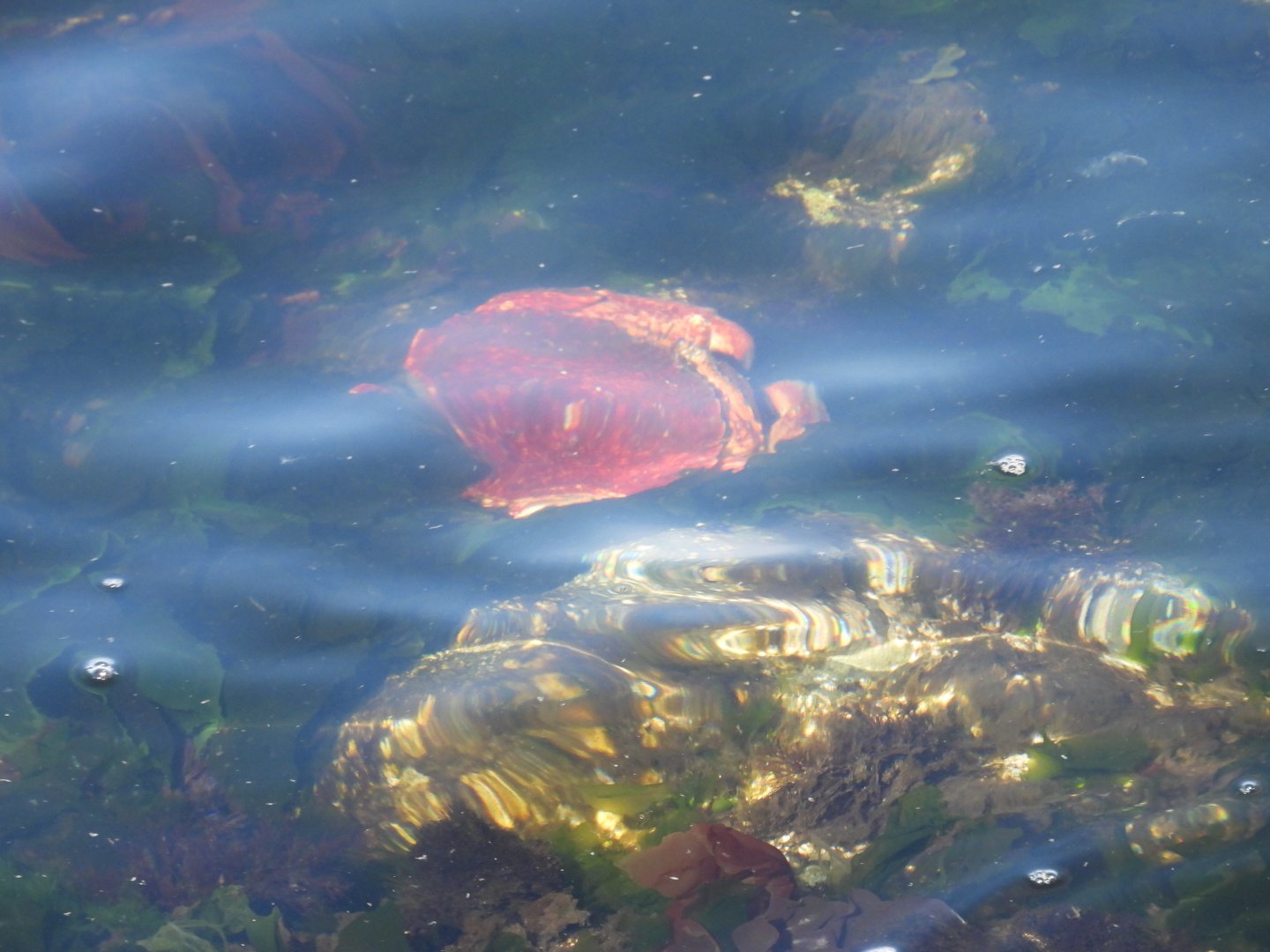 05/24/2025 - Red Rock Crab (Cancer productus)